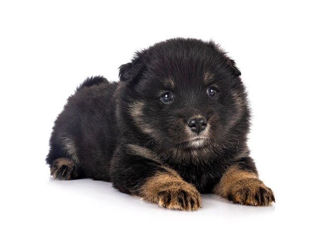 Puppy Finnish Lapphund isolated on white