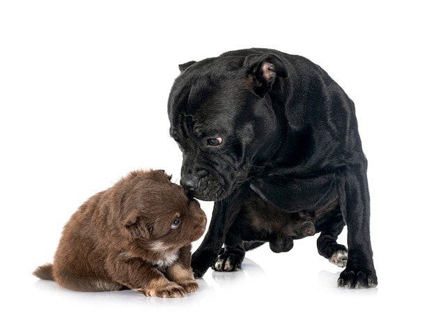 Puppy Finnish Lapphund and staffy