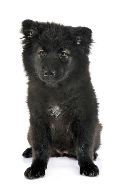 Puppy Finnish Lapphund in studio