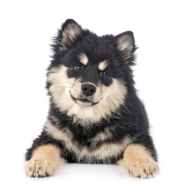 Puppy Finnish Lapphund in studio