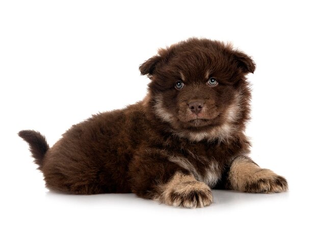 Puppy Finnish Lapphund in studio