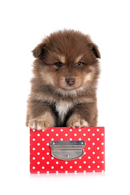 Puppy Finnish Lapphund in studio