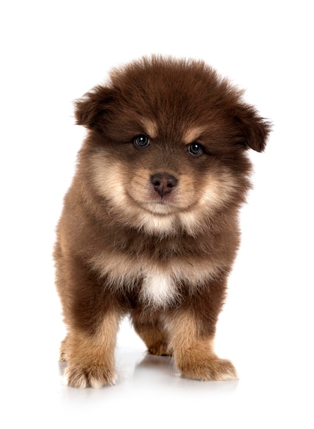 Puppy Finnish Lapphund in studio