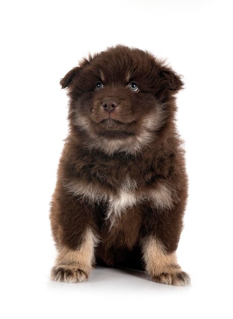 Puppy Finnish Lapphund in studio