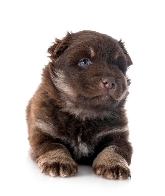 Puppy Finnish Lapphund in studio