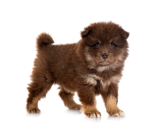 Cucciolo lapphund finlandese in studio