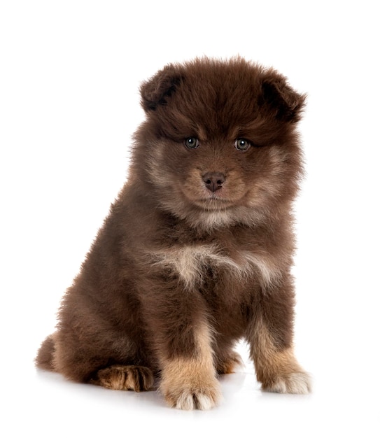 Puppy Finnish Lapphund in studio