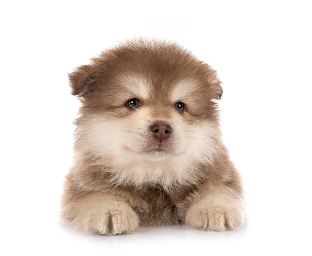 Puppy Finnish Lapphund in studio