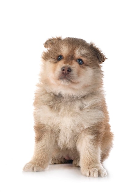 Puppy Finnish Lapphund in studio