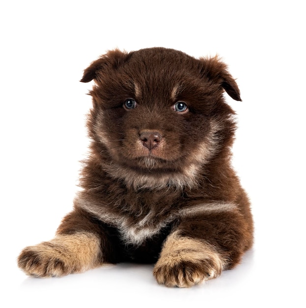 Puppy Finnish Lapphund in studio