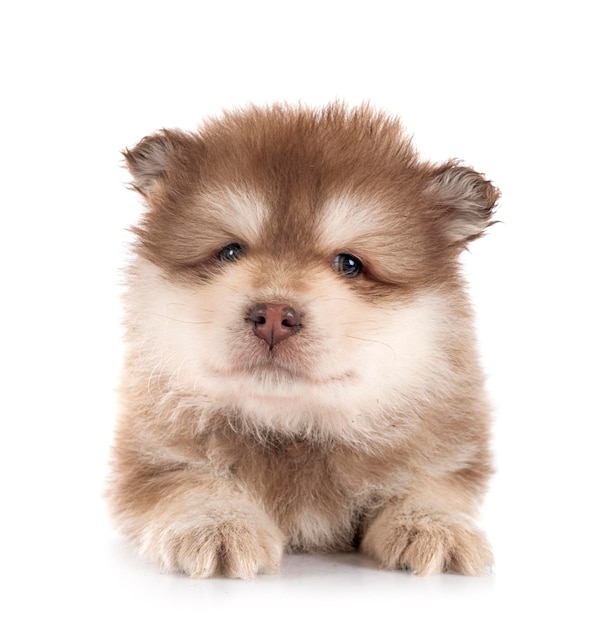 Puppy Finnish Lapphund in studio