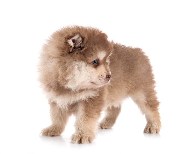 Puppy Finnish Lapphund in studio