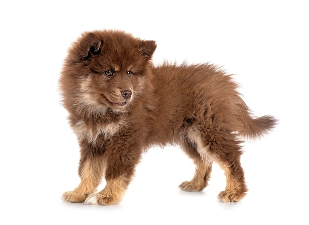 Puppy Finnish Lapphund in studio