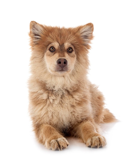 Puppy Finnish Lapphund in studio