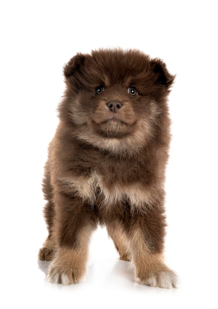 Cucciolo lapphund finlandese in studio