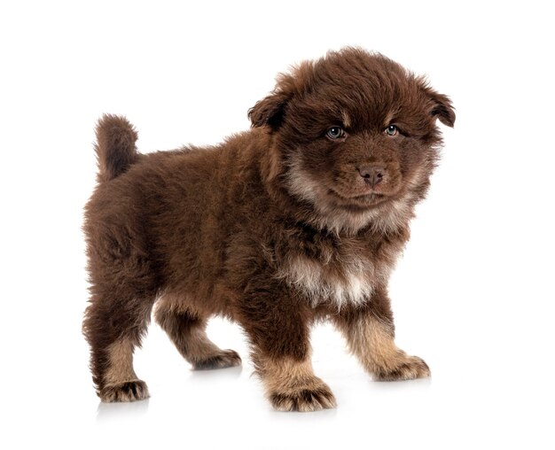 Puppy Finnish Lapphund in studio