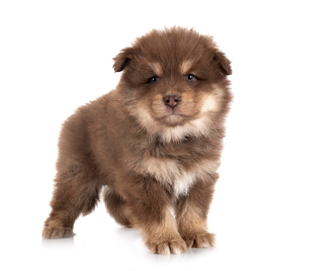 Puppy Finnish Lapphund in studio