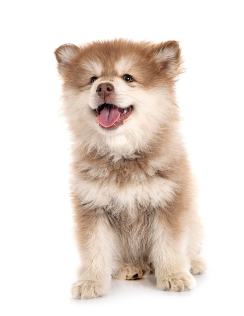 Puppy Finnish Lapphund in studio