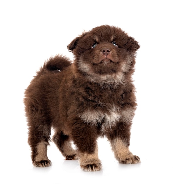 Puppy Finnish Lapphund in studio