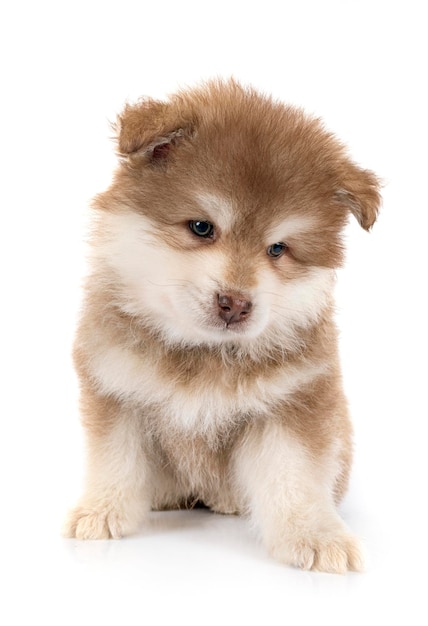 Puppy Finnish Lapphund in studio