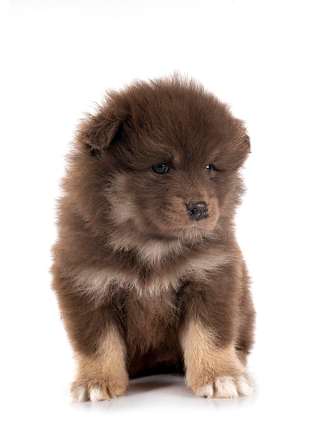 Puppy Finnish Lapphund in studio