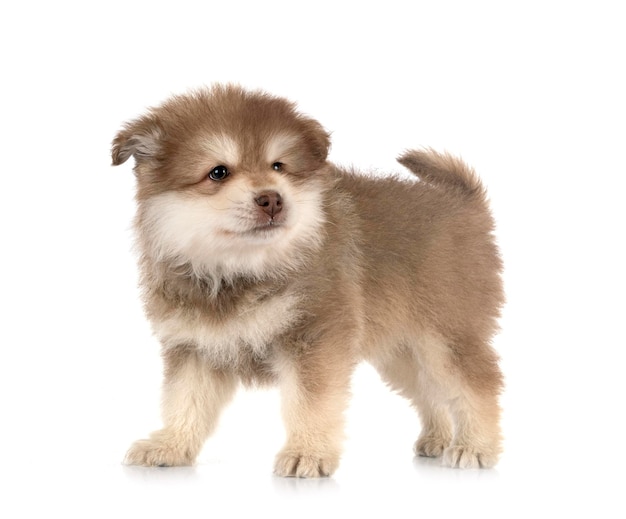 Puppy Finnish Lapphund in studio