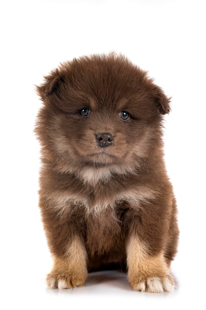 Puppy Finnish Lapphund in studio