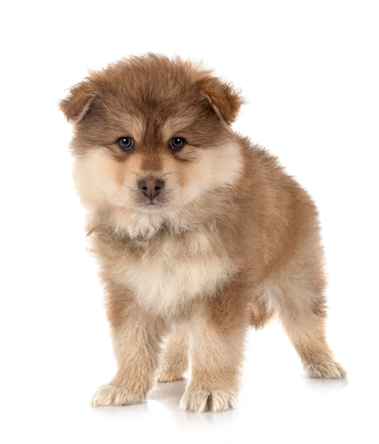 Puppy Finnish Lapphund in studio