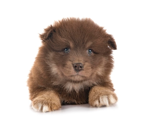 Puppy Finnish Lapphund in studio