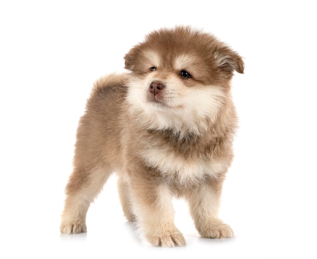 Puppy Finnish Lapphund in studio