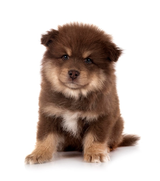 Puppy Finnish Lapphund in studio