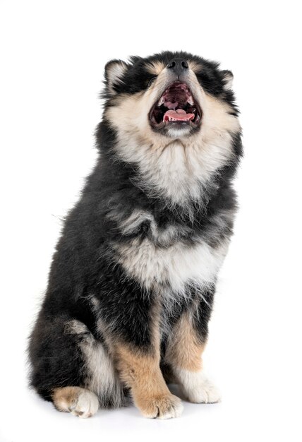 puppy Finnish Lapphund