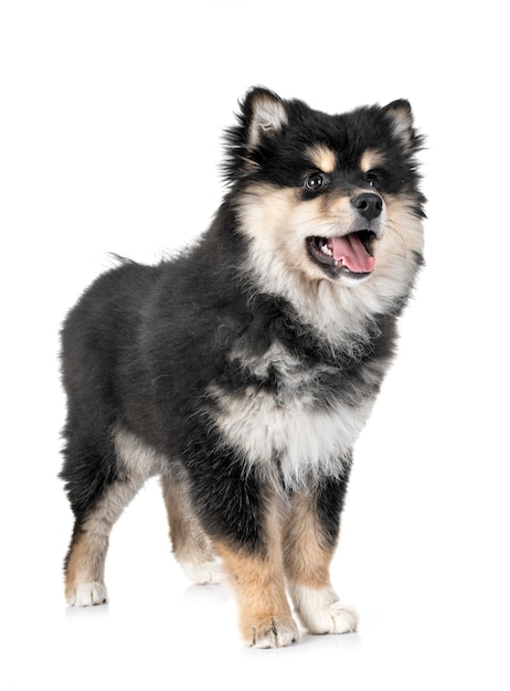 puppy Finnish Lapphund