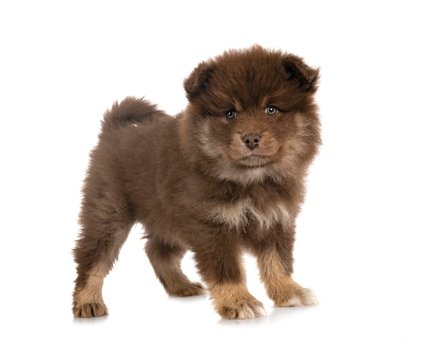 Puppy Finse Lapphund in studio