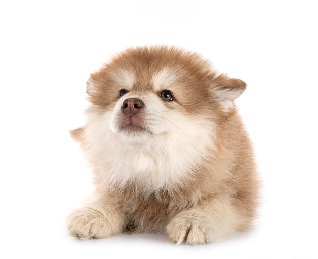 Puppy Finse Lapphund in studio