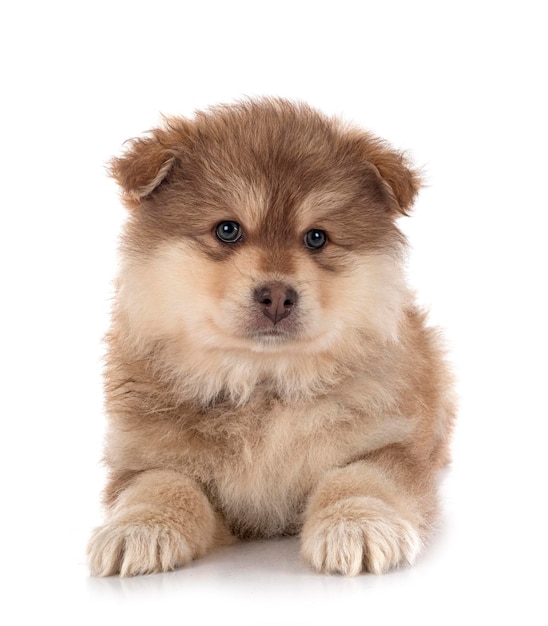 Puppy Finse Lapphund in studio