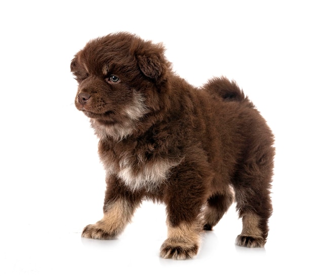 Puppy finse lapphund in studio