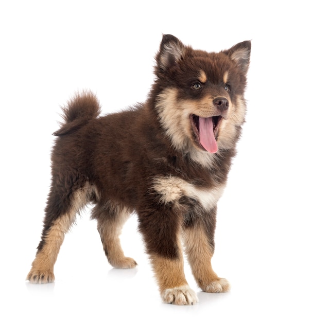 Puppy Finse Lapphund op geïsoleerd wit