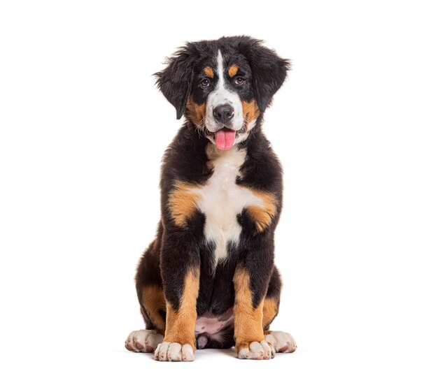 Puppy four months old Bernese mountain dog sitting panting isolated on white