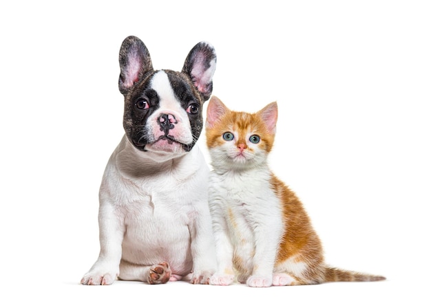 puppy Franse bulldog en kitten gekruiste kat kat en hond zitten geïsoleerd