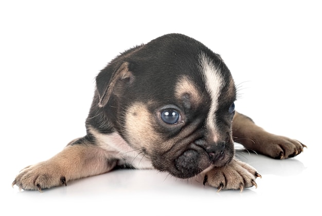 Puppy french bulldog isolated on white