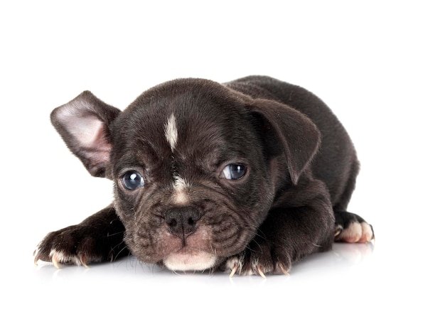 Puppy french bulldog in studio