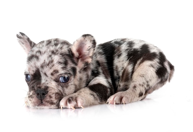 Puppy french bulldog in studio