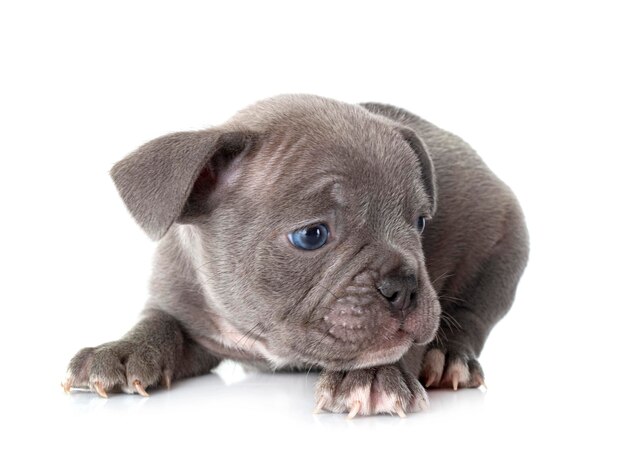 Puppy french bulldog in studio