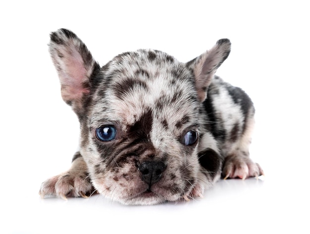 Puppy french bulldog in studio