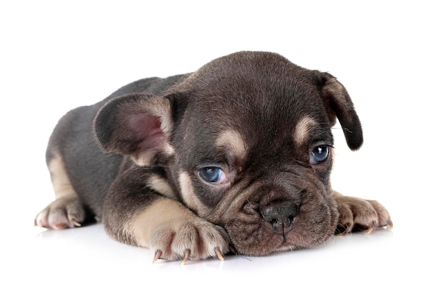 Puppy french bulldog in studio