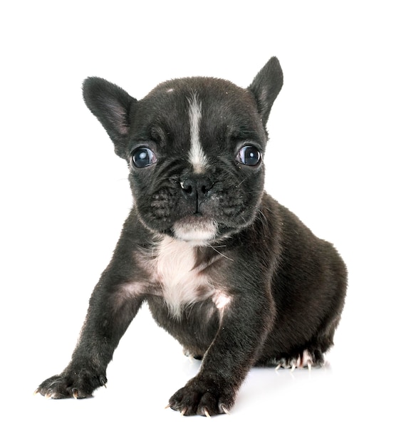 Puppy french bulldog in studio