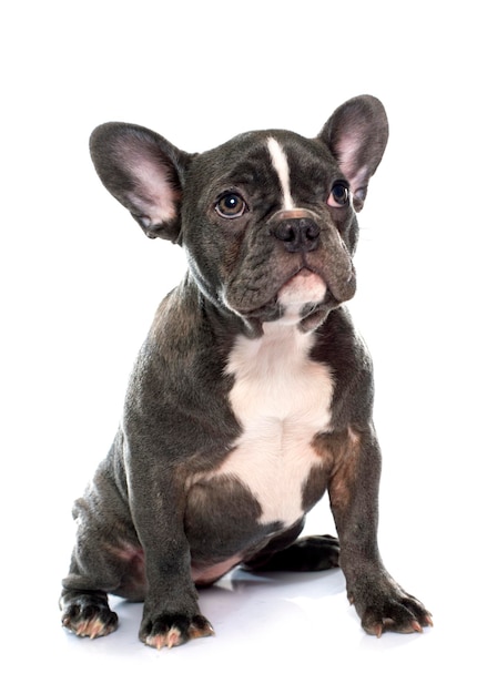 Puppy french bulldog