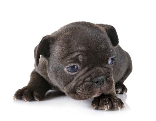 puppy french bulldog