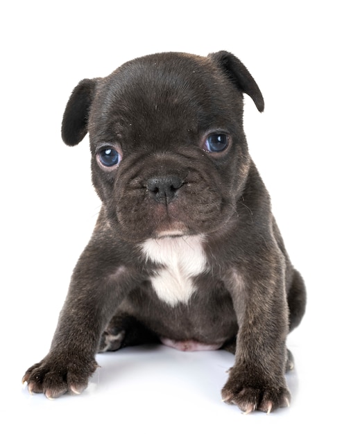 puppy french bulldog